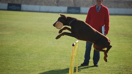 Recensies en info over Hondentrainers in België